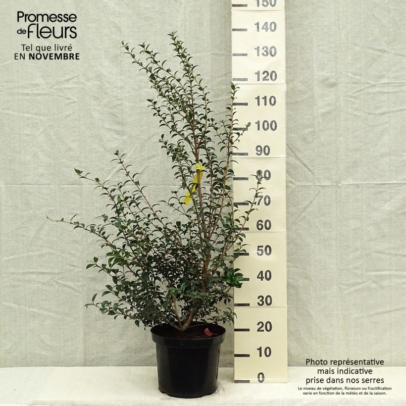 Exemplar von Frühlings-Duftblüte - Osmanthus burkwoodii Topf mit 6L/7L wie im Herbst geliefert