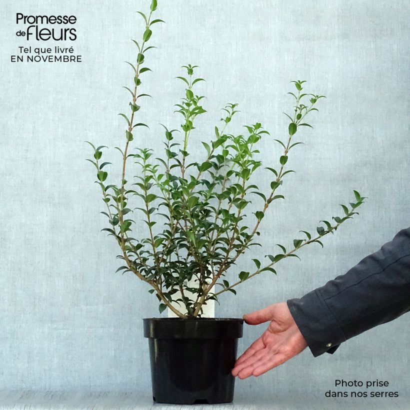 Exemplar von Frühlings-Duftblüte - Osmanthus burkwoodii Topf mit 2L/3L wie im Herbst geliefert