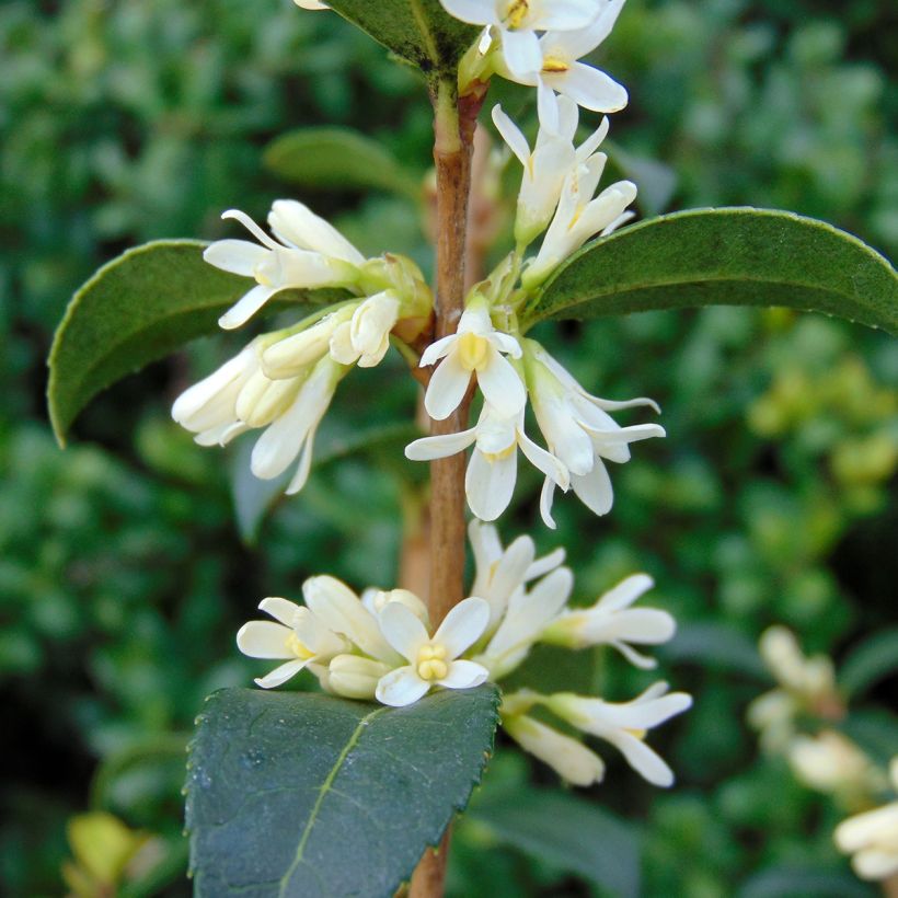 Frühlings-Duftblüte - Osmanthus burkwoodii (Blüte)