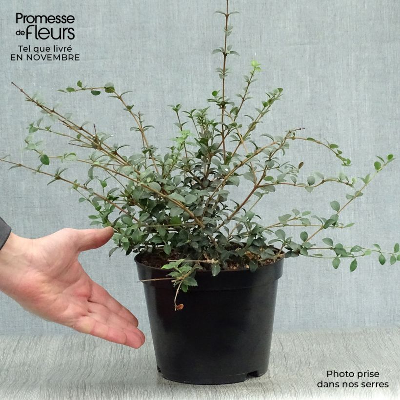 Exemplar von Delavays Duftblüte - Osmanthus delavayi Topf mit 2L/3L wie im Herbst geliefert