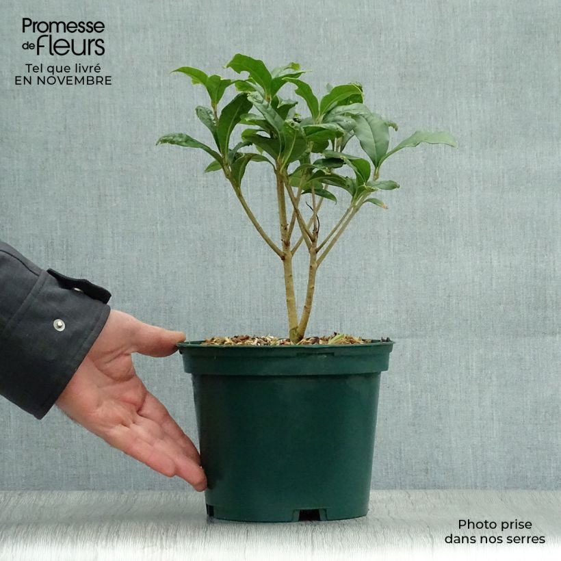 Exemplar von Süße Duftblüte var. aurantiacus - Osmanthus fragrans Topf mit 2L/3L wie im Herbst geliefert
