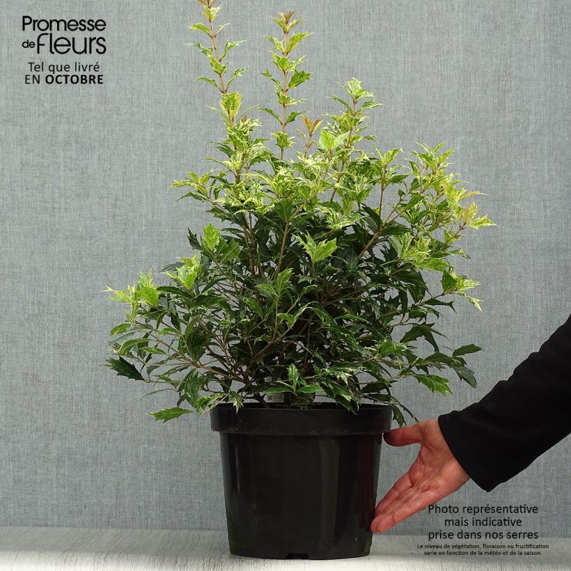 Exemplar von Stachelblättrige Duftblüte Tricolor - Osmanthus heterophyllus Topf mit 7,5L/10L wie im Herbst geliefert