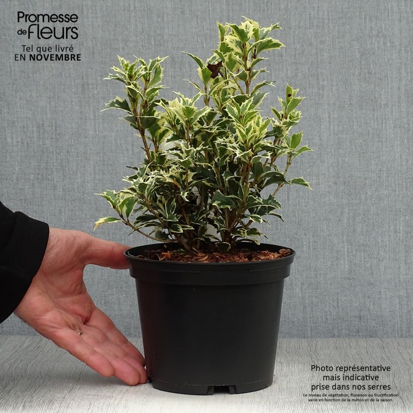 Exemplar von Stachelblättrige Duftblüte Variegatus - Osmanthus heterophyllus Topf mit 2L/3L wie im Herbst geliefert