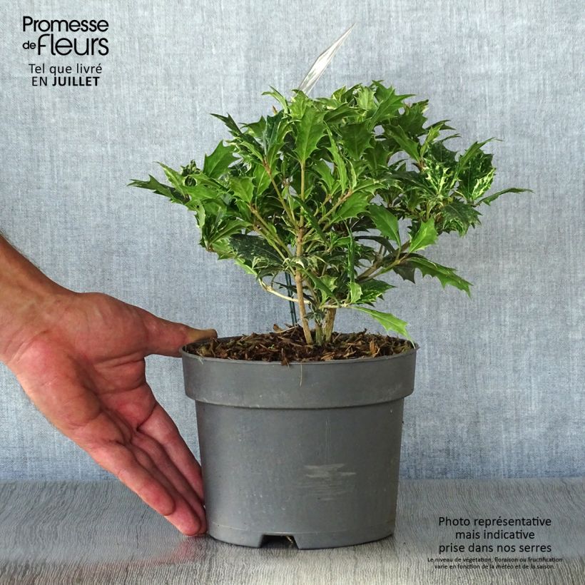 Exemplar von Stachelblättrige Duftblüte Tricolor - Osmanthus heterophyllus Topf mit 2L/3L wie im Sommer geliefert