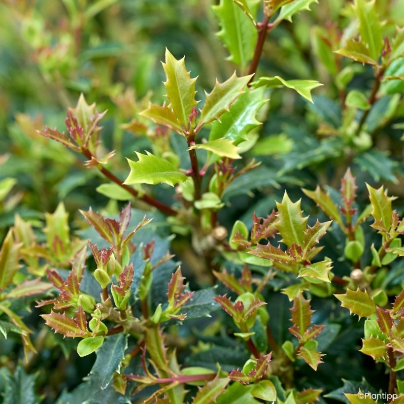 Stachelblättrige Duftblüt Perfume Party - Osmanthus heterophyllus (Laub)
