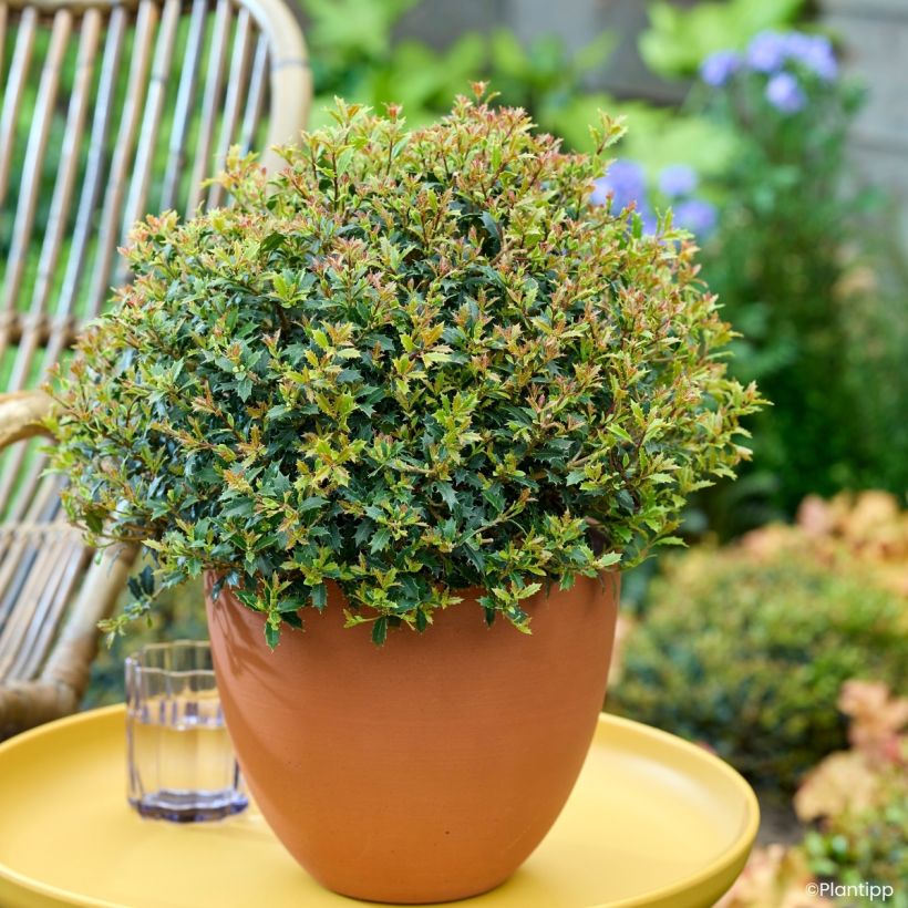 Stachelblättrige Duftblüt Perfume Party - Osmanthus heterophyllus (Wuchs)