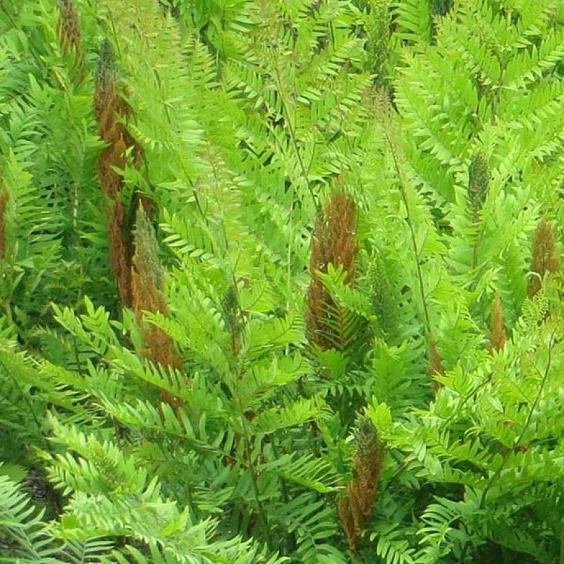 Osmunda regalis Purpurascens - Königsfarn (Blüte)