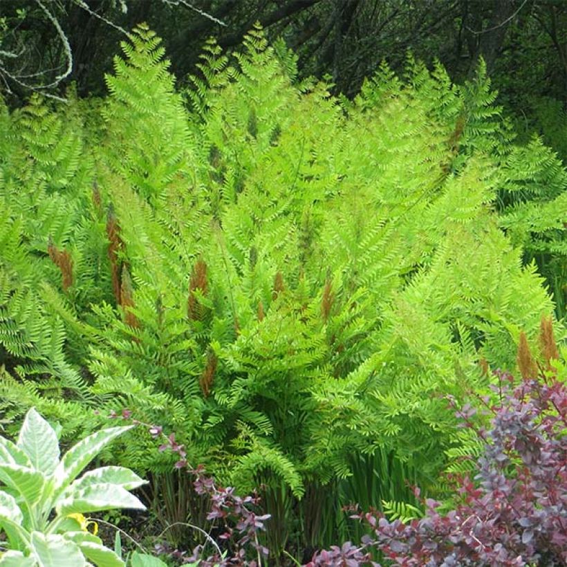Osmunda regalis Purpurascens - Königsfarn (Hafen)