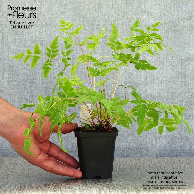 Exemplar von Osmunda regalis Purpurascens - Königsfarn Kleine Töpfe von 8/9 cm wie im Sommer geliefert