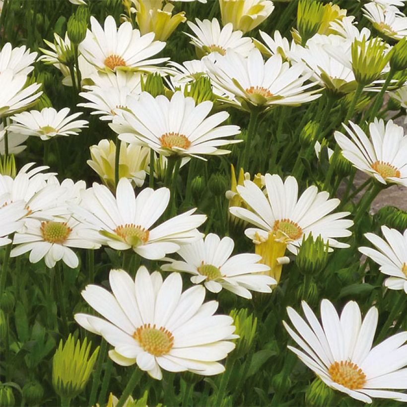 Kapmargerite Summersmile Cream - Osteospermum (Blüte)