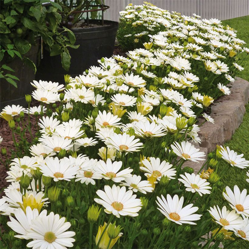 Kapmargerite Summersmile Cream - Osteospermum (Hafen)