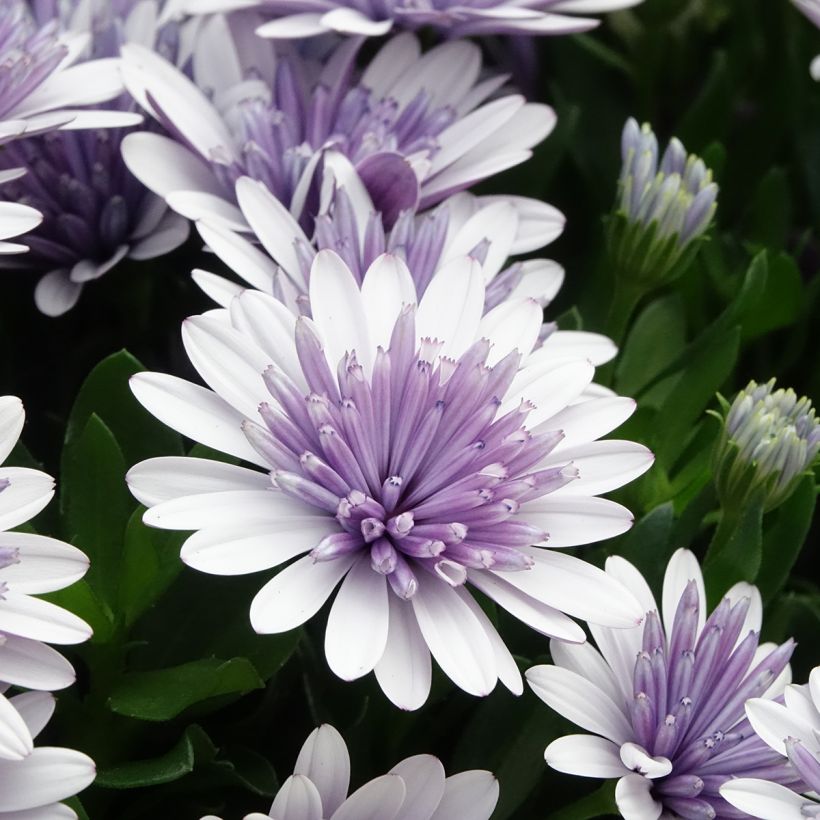 Kapmargerite  3D Steel Blue - Osteospermum (Blüte)