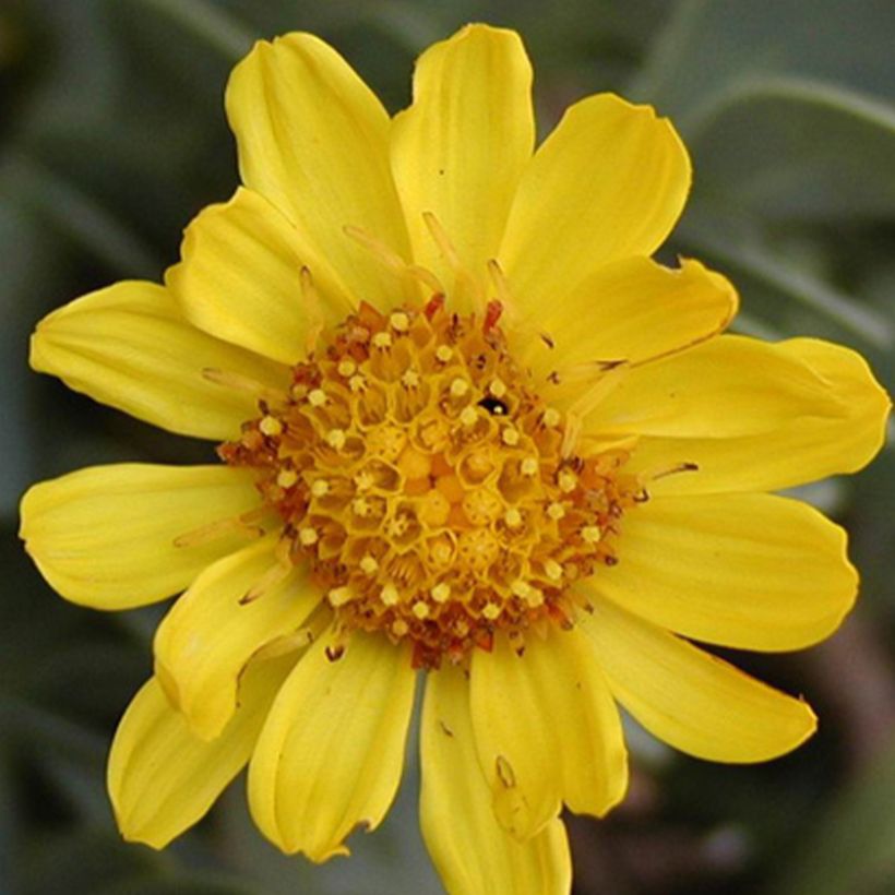 Othonnie - Othonna cheirifolia (Blüte)
