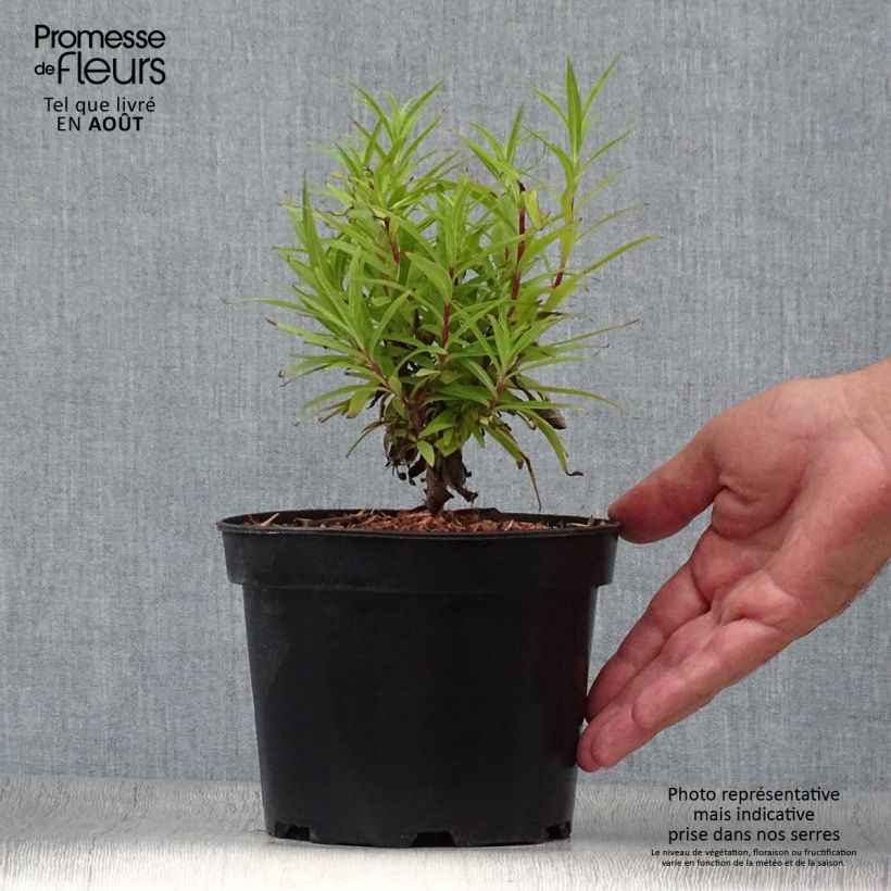 Exemplar von Penstemon Blackbird - Bartfaden Topf mit 2L/3L wie im Sommer geliefert