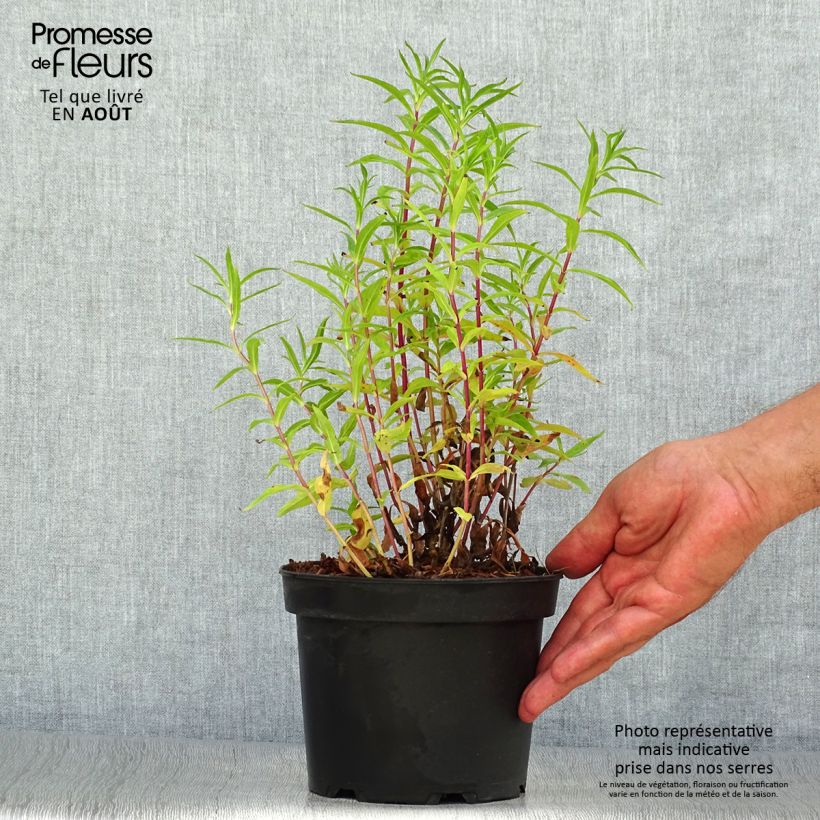 Exemplar von Penstemon Sour Grapes - Bartfaden Topf mit 2L/3L wie im Sommer geliefert