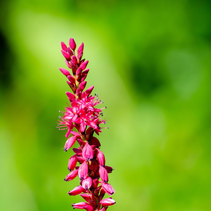 Kerzenknöterich Amethyst - Bistorta amplexicaulis (Blüte)