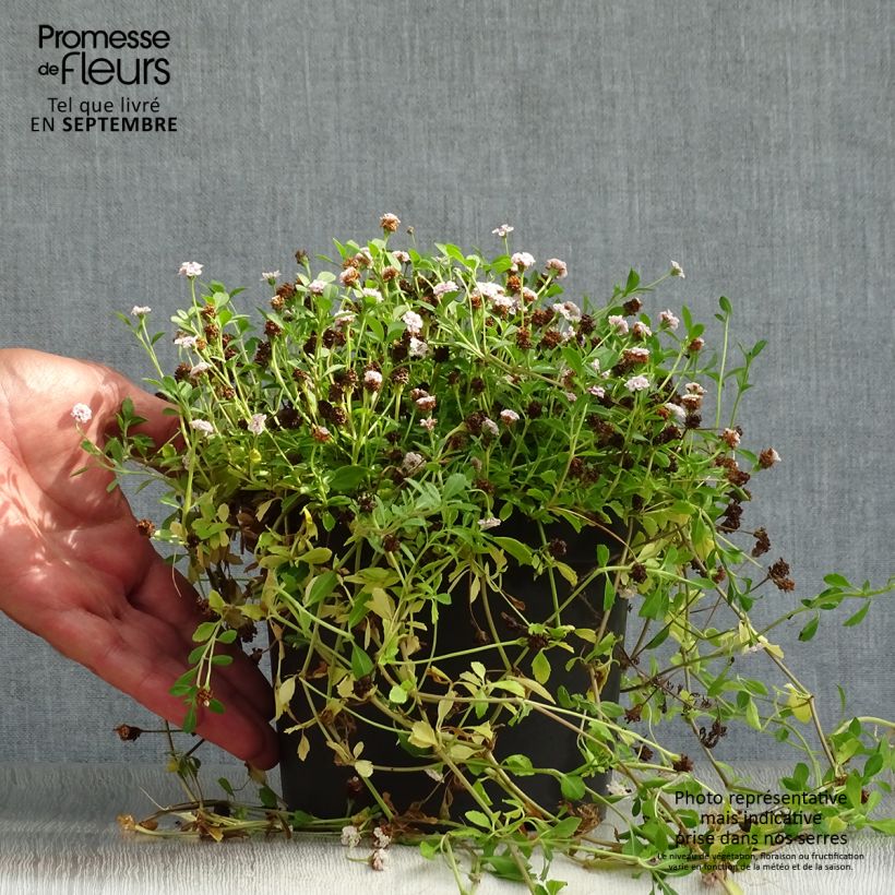 Exemplar von Phyla nodiflora - Teppichverbene Topf mit 2L/3L wie im Herbst geliefert