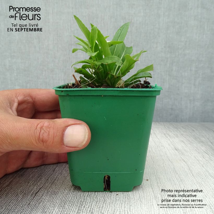Exemplar von Physostegia virginiana Alba - Gelenkblume Kleine Töpfe von 8/9 cm wie im Herbst geliefert