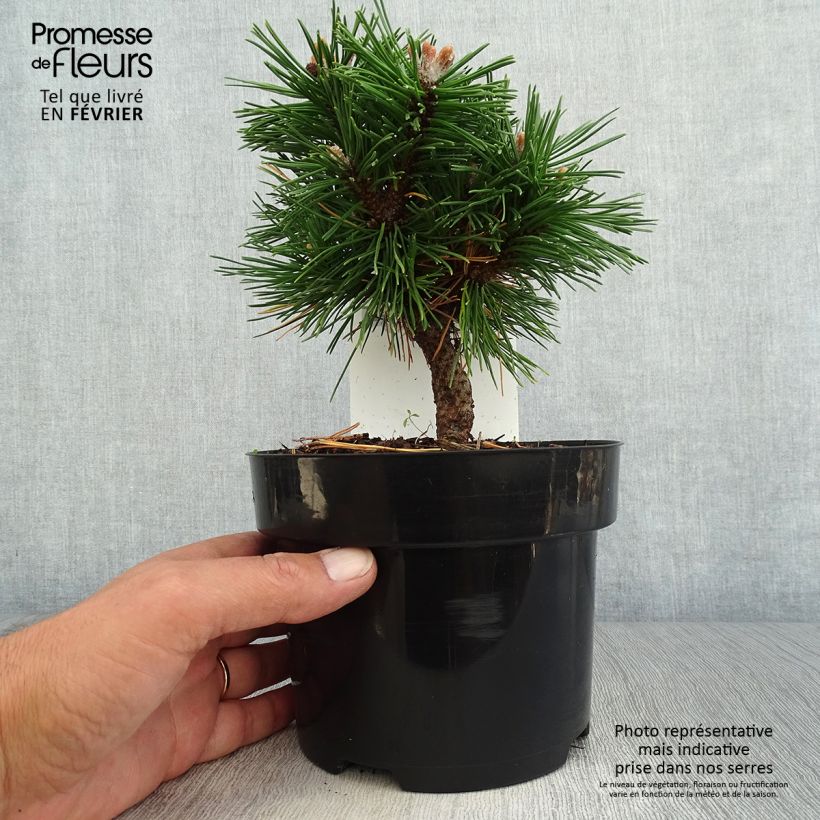 Exemplar von Pinus mugo Benjamin - Bergkiefer Topf mit 2L/3L wie im Herbst geliefert