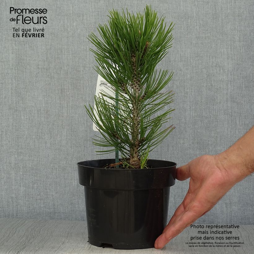 Exemplar von Pinus heldreichii Malinkii - Schlangenhaut-Kiefer Topf mit 2L/3L wie im Herbst geliefert