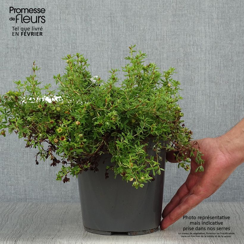 Exemplar von Fingerstrauch Red joker - Potentilla fruticosa Topf mit 3L/4L wie im Herbst geliefert