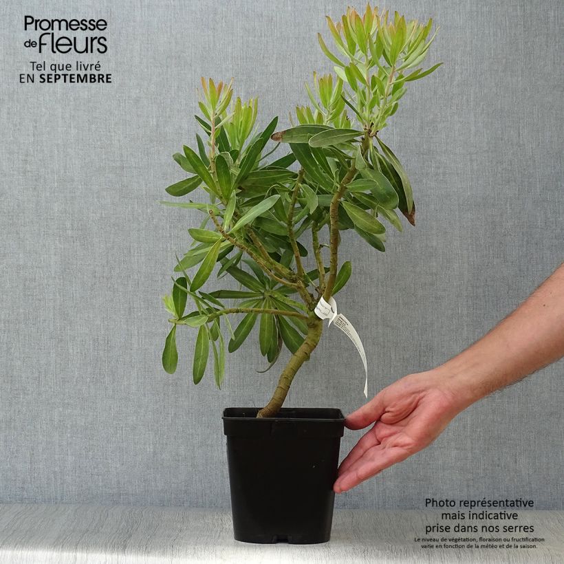Exemplar von Protea Pink Ice Topf mit 4L/5L wie im Herbst geliefert