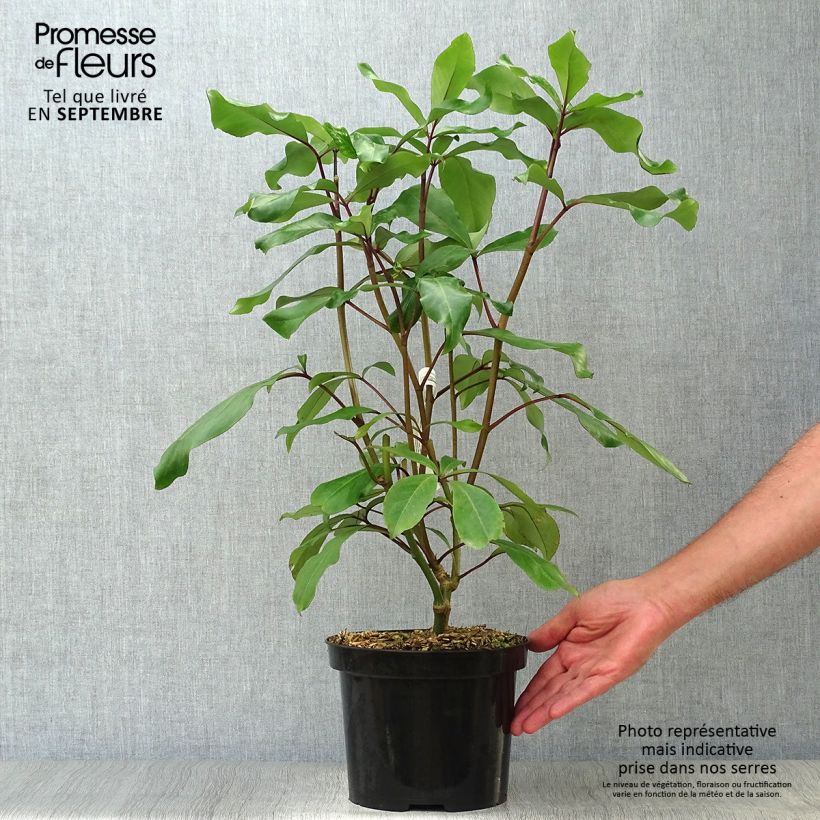 Exemplar von Pseudopanax laetus Topf mit 3L/4L wie im Herbst geliefert