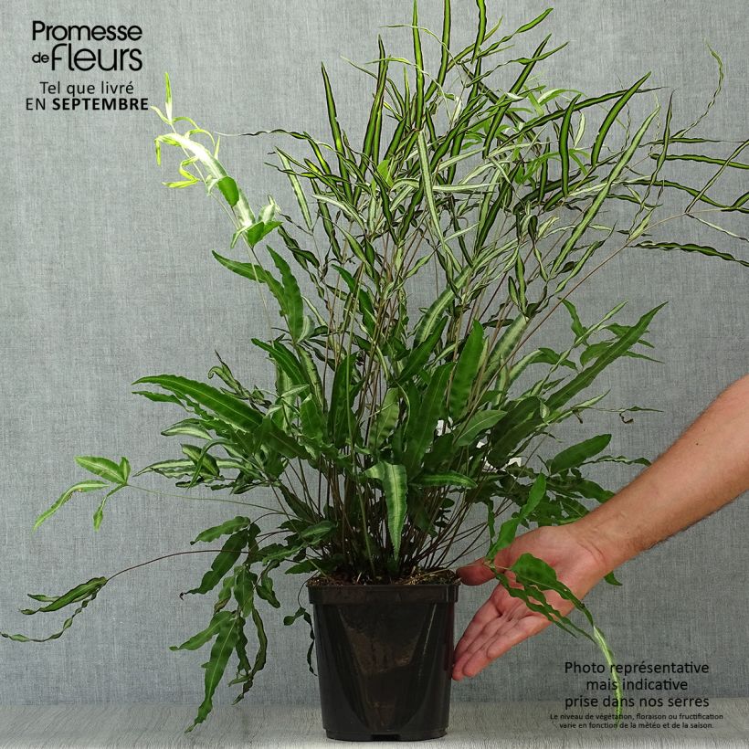 Exemplar von Pteris nipponica - Japanische Saumfarn Topf mit 3L/4L wie im Herbst geliefert