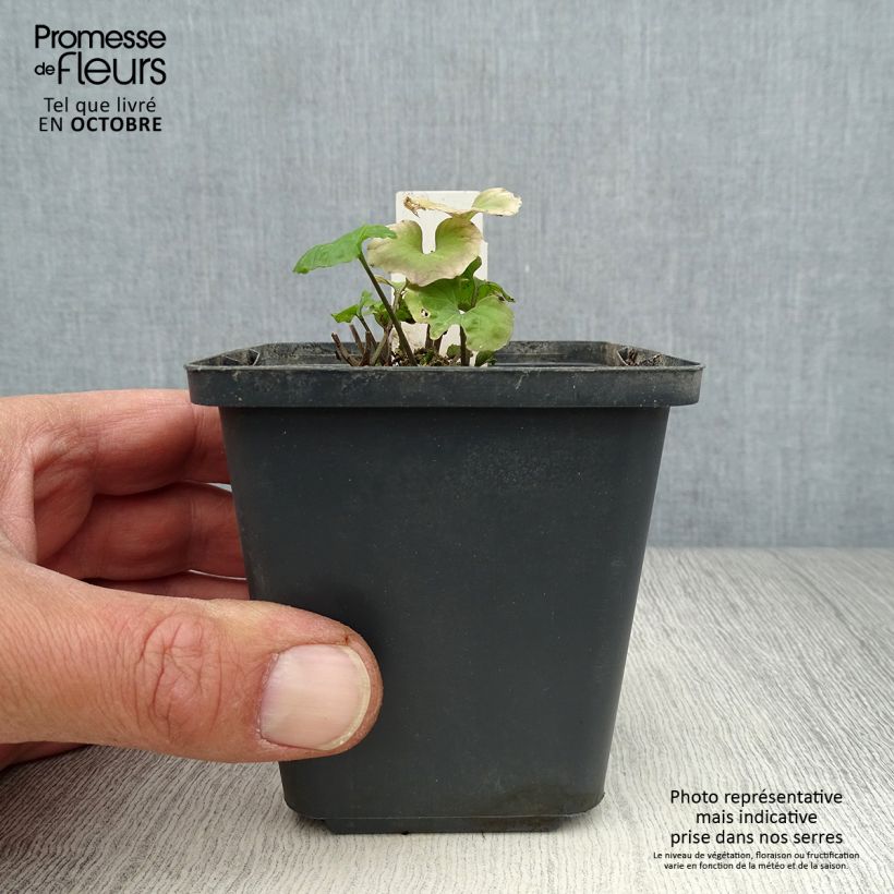 Exemplar von Pachyphragma macrophyllum - Großblättriges Täschelkraut Kleine Töpfe von 8/9 cm wie im Herbst geliefert