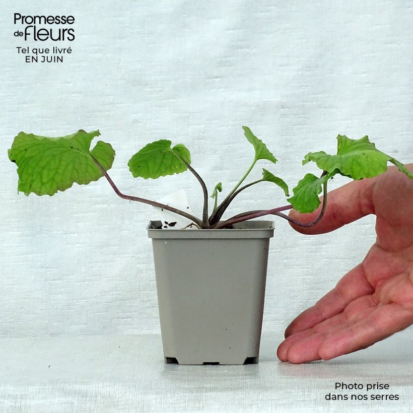 Exemplar von Pachyphragma macrophyllum - Großblättriges Täschelkraut Kleine Töpfe von 8/9 cm wie im Sommer geliefert