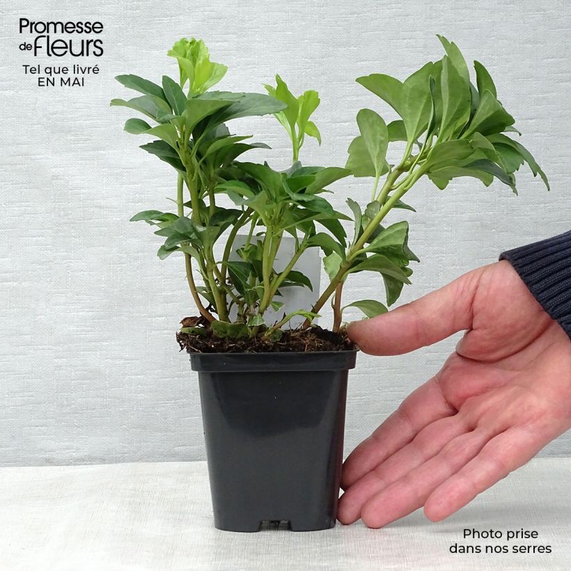Exemplar von Pachysandra terminalis - Japanischer Ysander Kleine Töpfe von 8/9 cm wie im Frühjahr geliefert