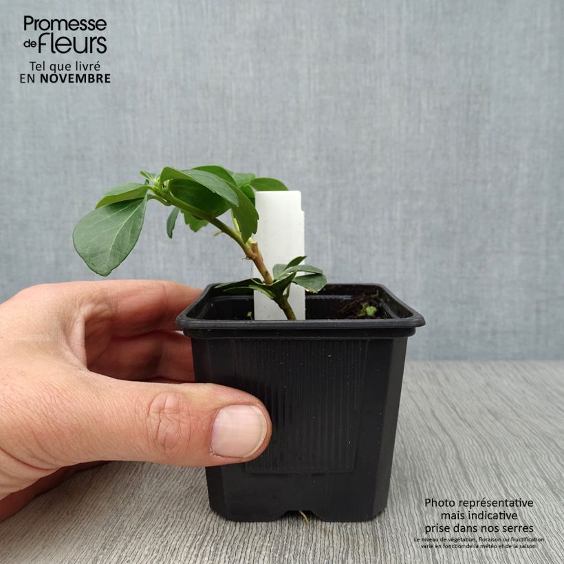 Exemplar von Pachysandra terminalis - Japanischer Ysander Kleine Töpfe von 8/9 cm wie im Herbst geliefert