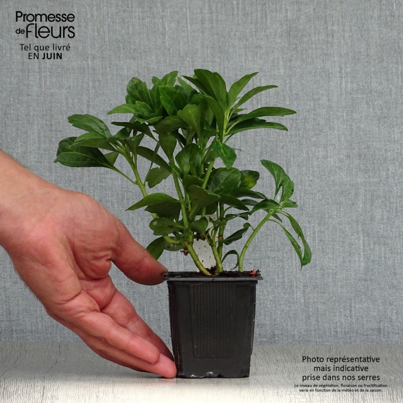 Exemplar von Pachysandra terminalis Green Carpet - Japanischer Ysander Kleine Töpfe von 8/9 cm wie im Sommer geliefert