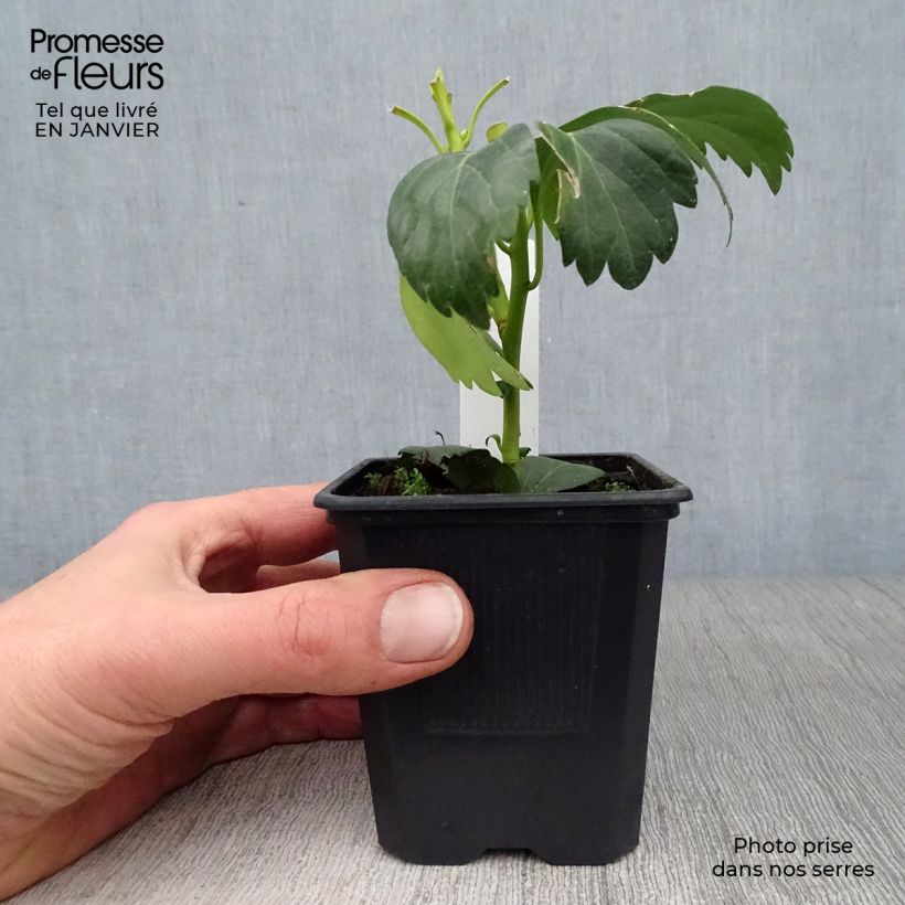 Exemplar von Pachysandra terminalis Green Carpet - Japanischer Ysander Kleine Töpfe von 8/9 cm wie im Winter geliefert