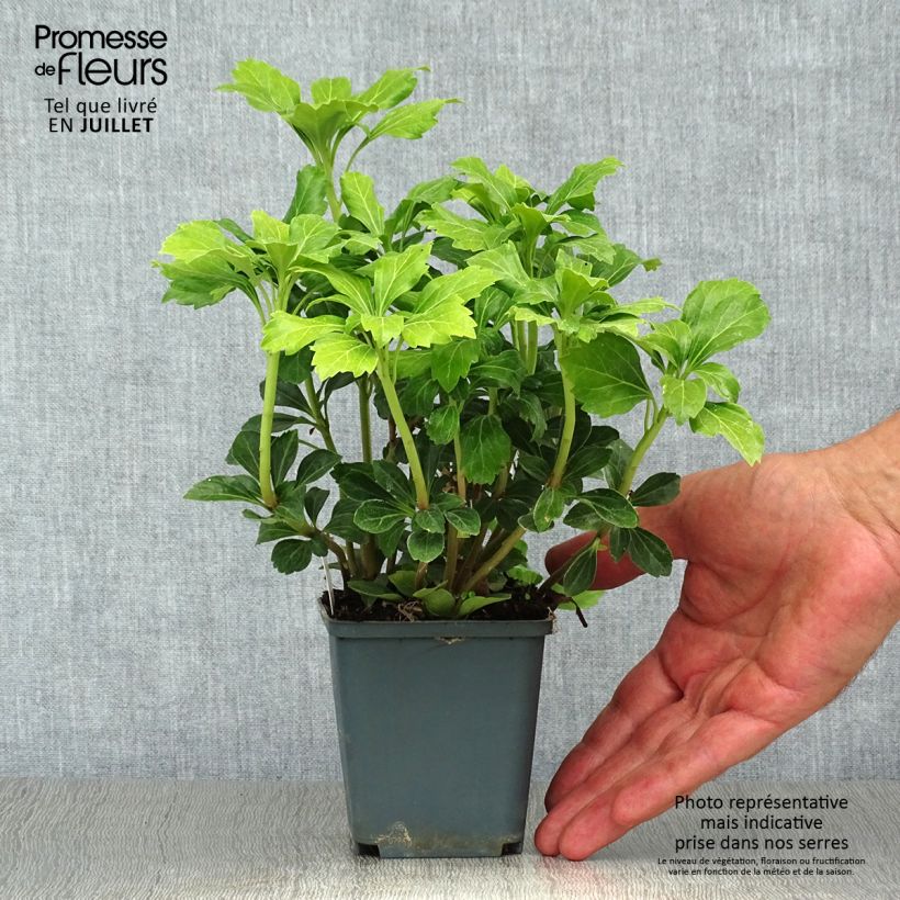 Exemplar von Pachysandra terminalis Green Sheen - Japanischer Ysander Kleine Töpfe von 8/9 cm wie im Sommer geliefert