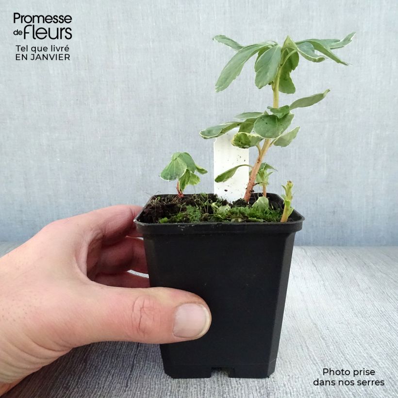 Exemplar von Pachysandra terminalis Variegata - Japanischer Ysander Kleine Töpfe von 8/9 cm wie im Winter geliefert