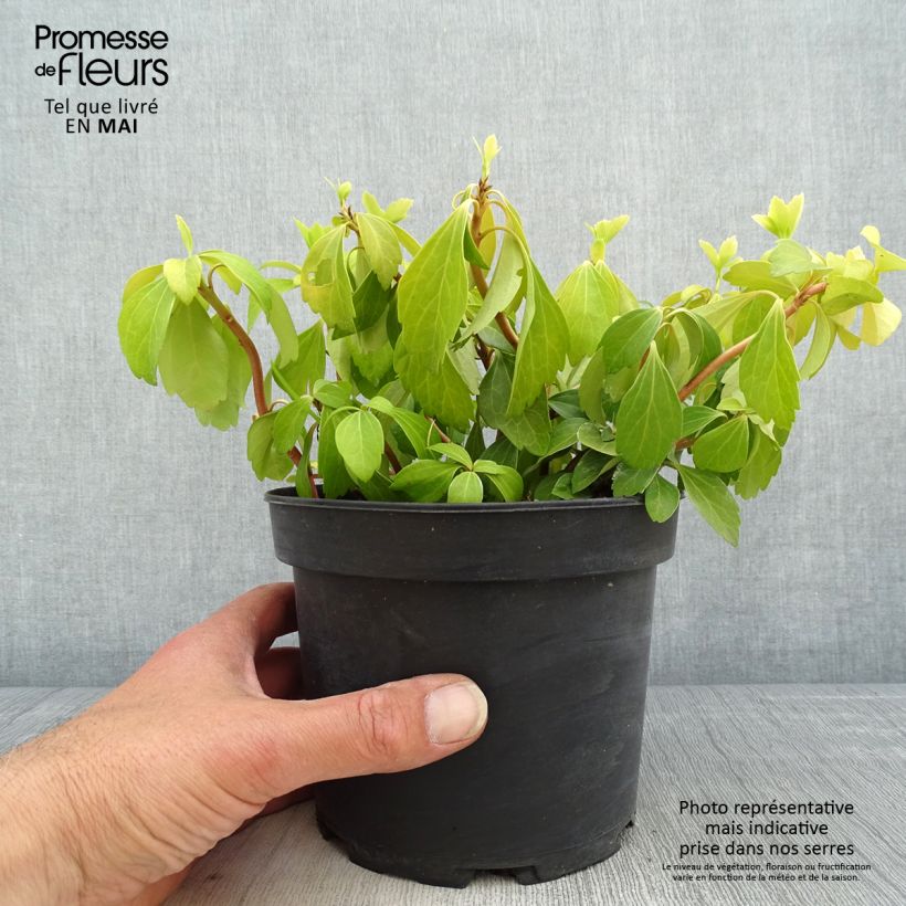 Exemplar von Pachysandra terminalis - Japanischer Ysander Topf mit 2L/3L wie im Frühjahr geliefert
