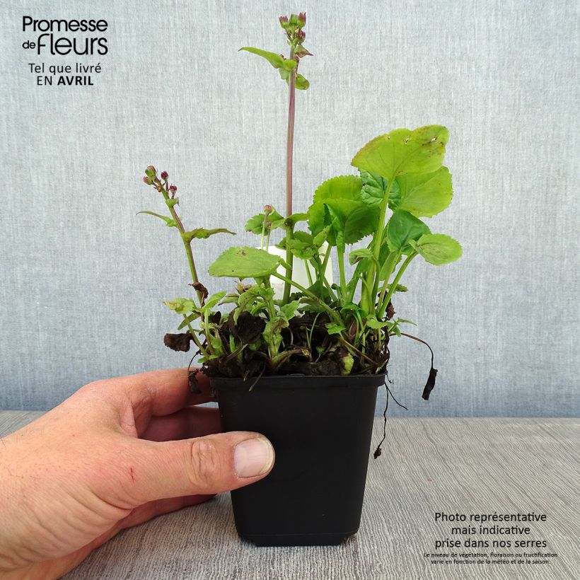 Exemplar von Packera aurea - Kreuzkraut Kleine Töpfe von 8/9 cm wie im Frühjahr geliefert