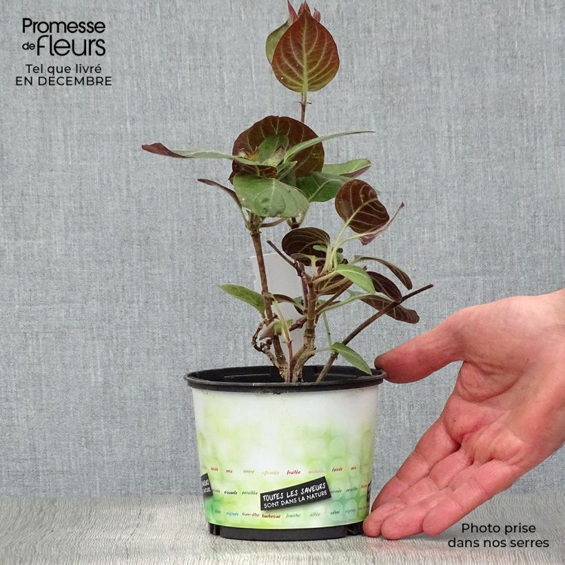 Exemplar von Käsekraut - Paederia lanuginosa Topf mit 1L/1,5L wie im Winter geliefert