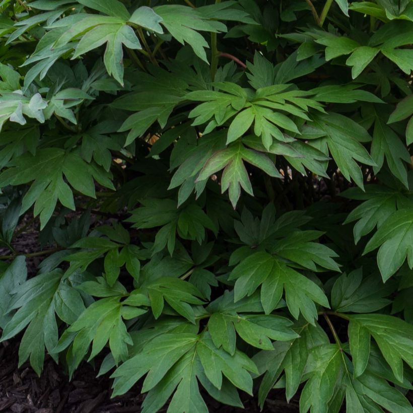 Paeonia Itoh Pastel Splendor (Laub)
