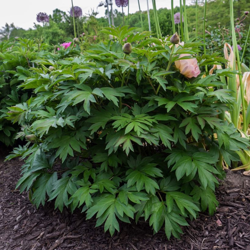Paeonia Itoh Pastel Splendor (Hafen)
