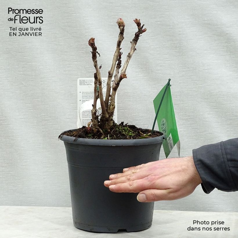 Exemplar von Paeonia suffruticosa Juan Ye Hong - Strauch-Pfingstrose Topf mit 7,5L/10L wie im Winter geliefert