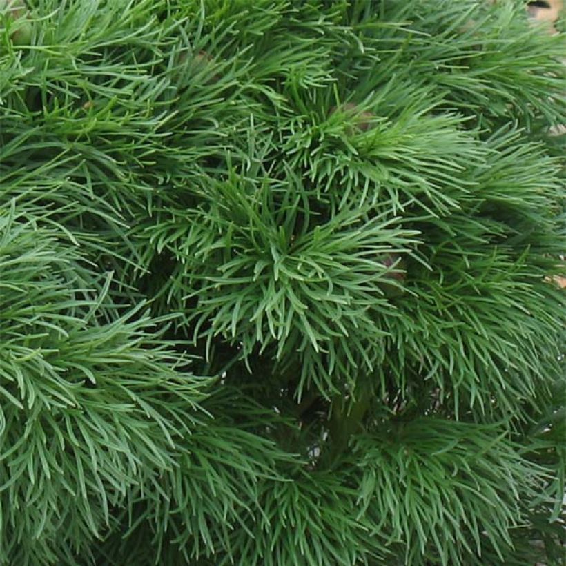 Paeonia tenuifolia Plena - Netzblatt-Pfingstrose (Laub)