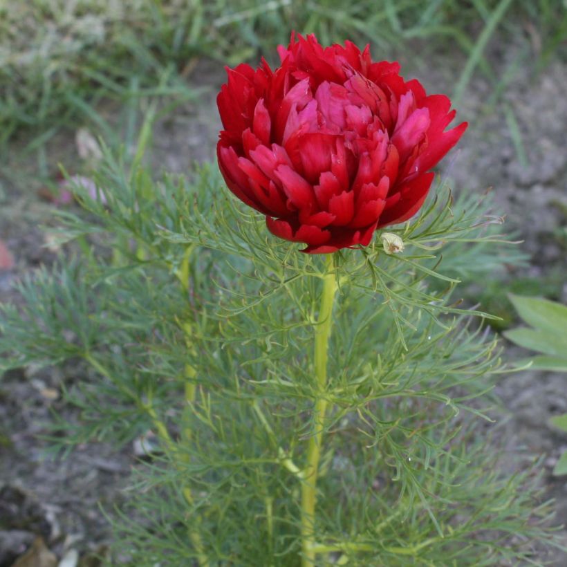 Paeonia tenuifolia Plena - Netzblatt-Pfingstrose (Blüte)