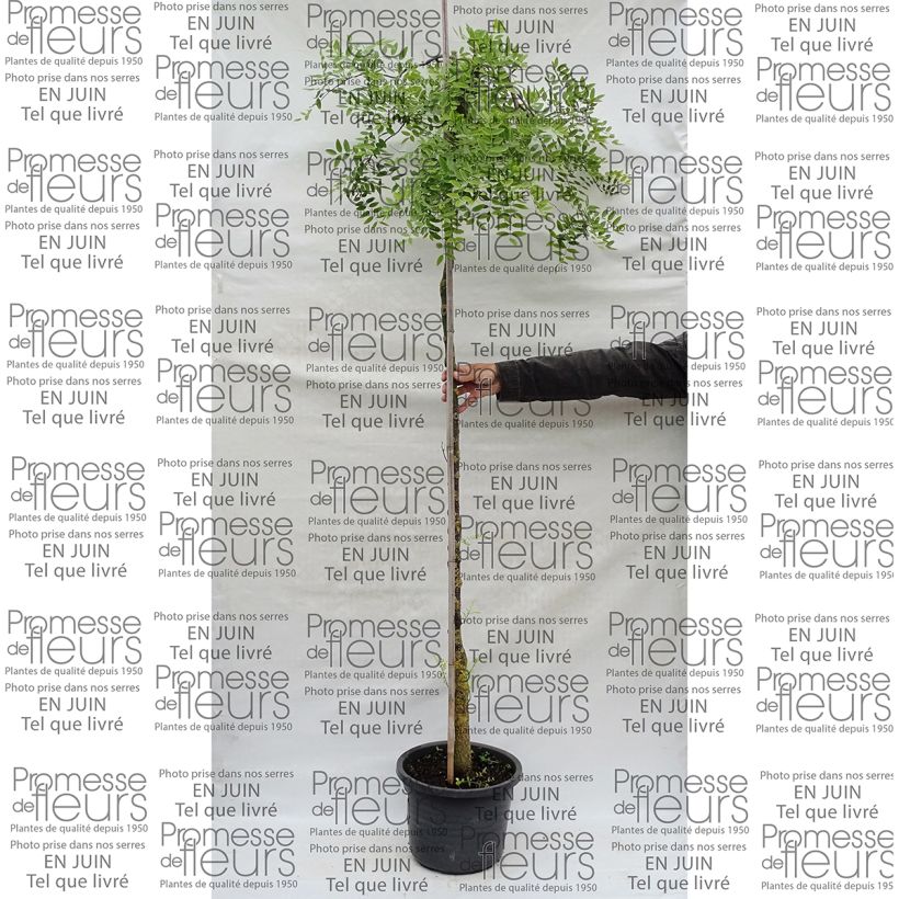 Beispiel eines Exemplars von Sophora japonica Pendula - Japanischer Schnurbaum Topf mit 20L/25L wie geliefert
