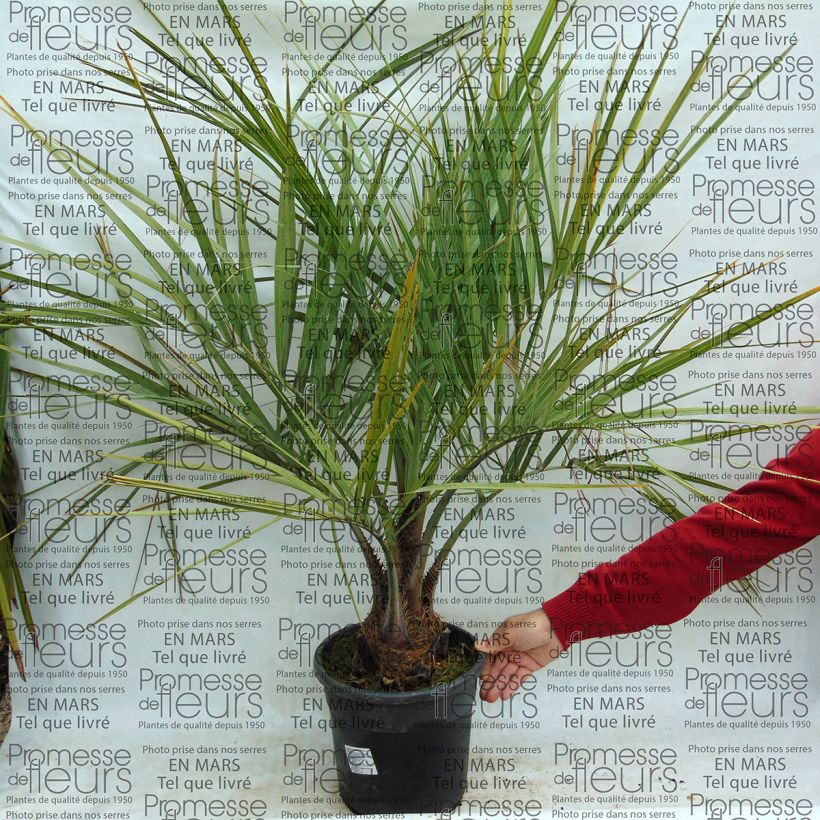 Beispiel eines Exemplars von Butia capitata - Butia-Palme Topf mit 7,5L/10L wie geliefert
