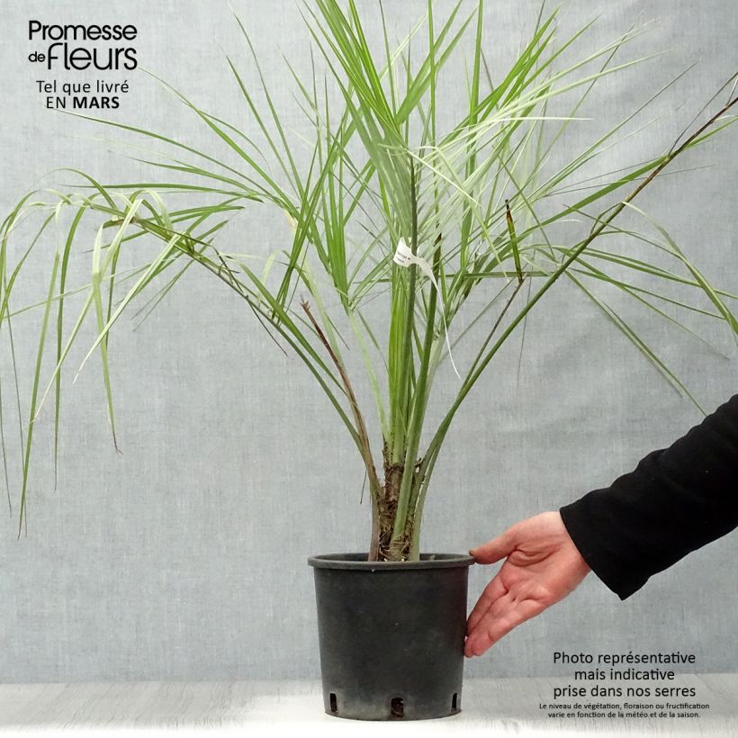 Exemplar von Butia capitata - Butia-Palme Topf mit 2L/3L wie im Frühjahr geliefert