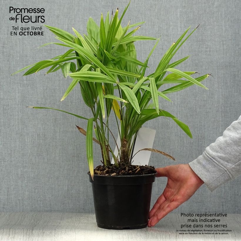 Exemplar von Trachycarpus fortunei - Fächerpalme Topf mit 2L/3L wie im Herbst geliefert