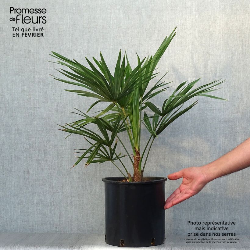 Exemplar von Trachycarpus fortunei - Fächerpalme Topf mit 6L/7L wie im Herbst geliefert