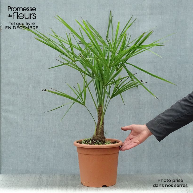 Exemplar von Trachycarpus fortunei - Fächerpalme Topf mit 6L/7L wie im Winter geliefert